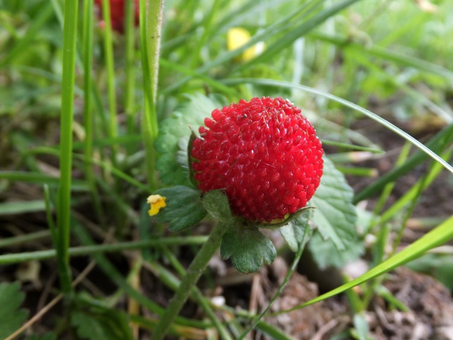 Дюшенея индийская