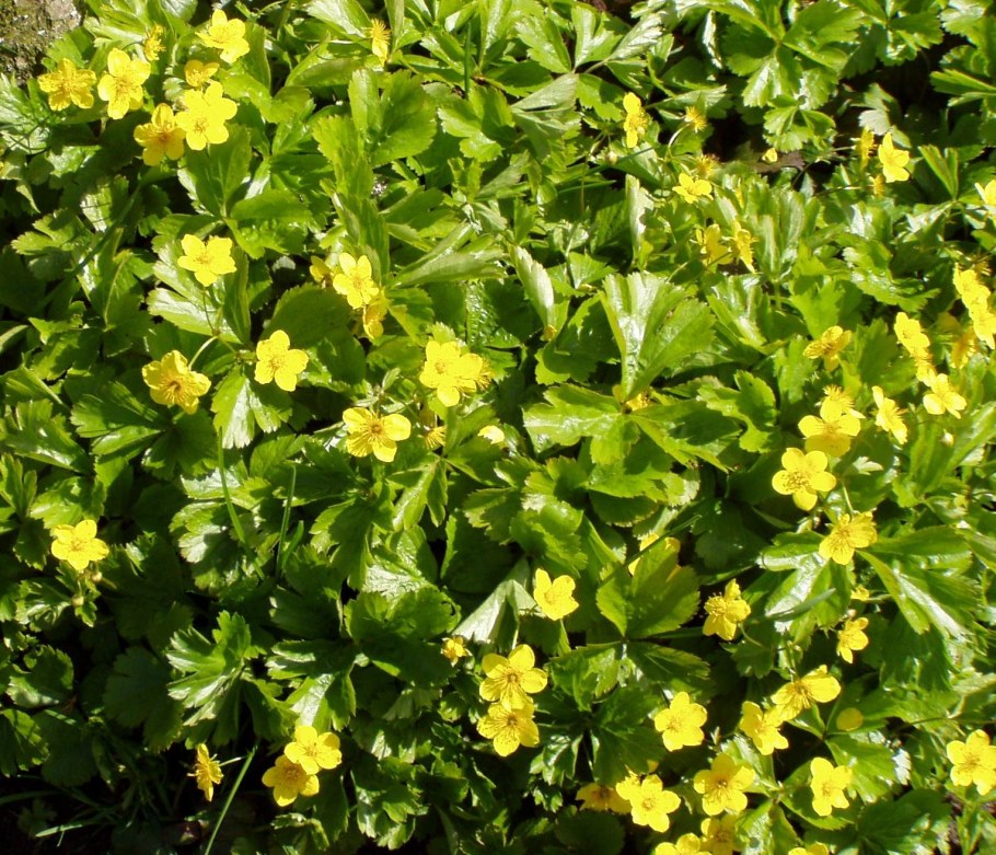 Вальдштейния гравилатолистная