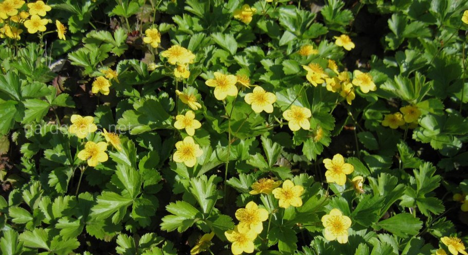 Вальдштейния земляниковидная