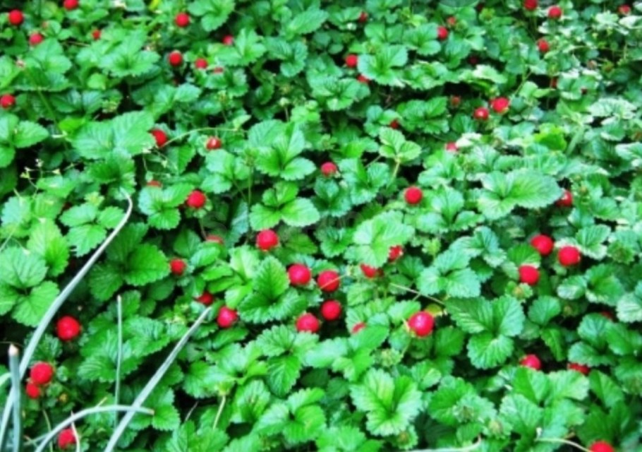 Дюшенея индийская Росита