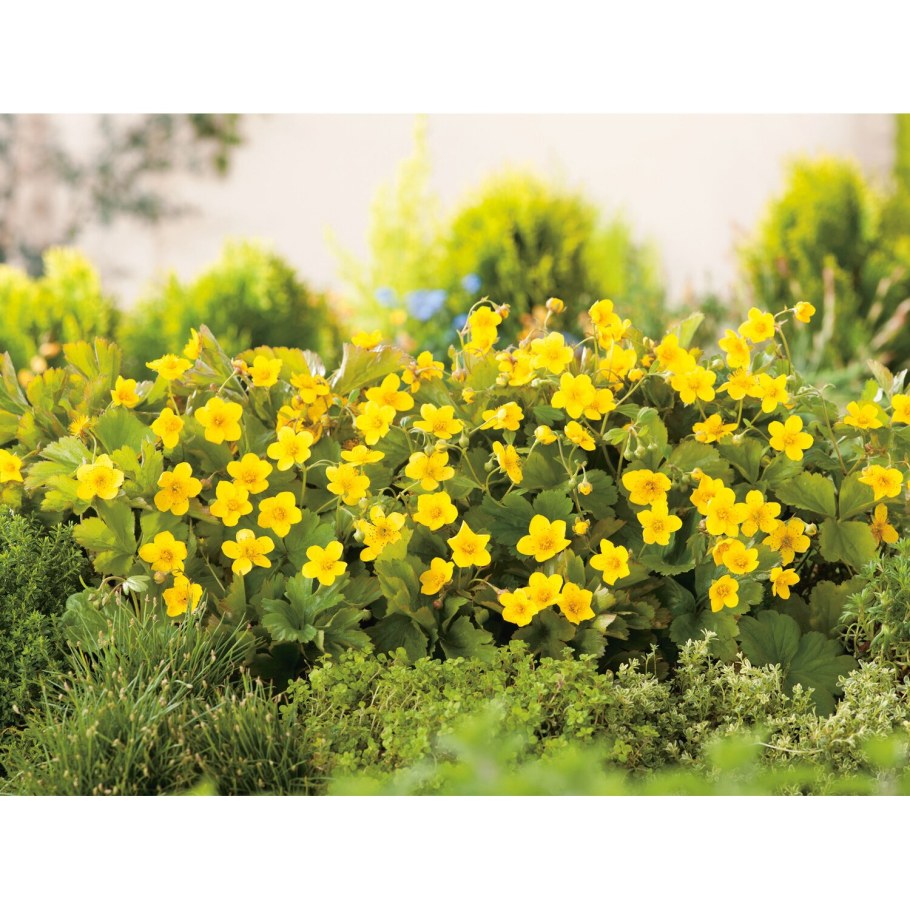 Вальдштейния тройчатая