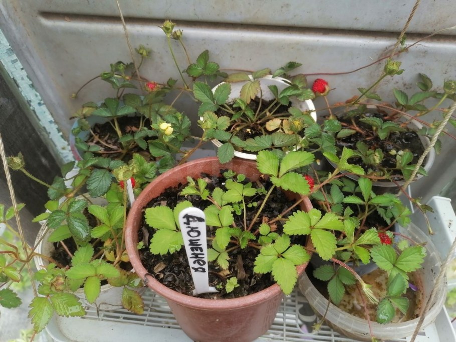 Дюшенея индийская Росита