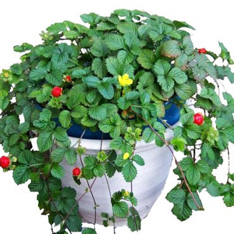 Лапчатка индийская дюшенея