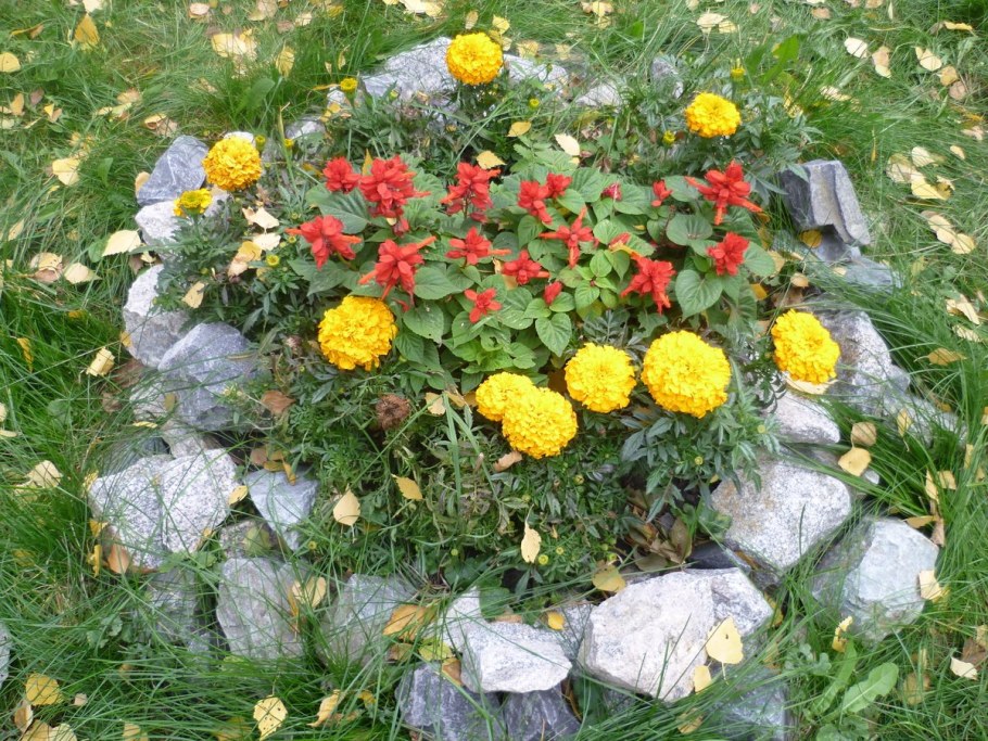 Бархатцы с хризантемой мультифлора