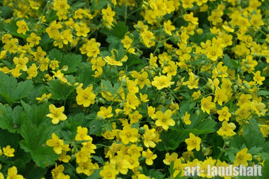 Вальдштейния Терната (тройчатая)