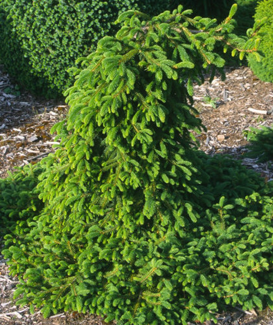 Ель Фробург Пендула