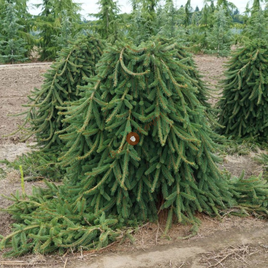 Ель обыкновенная (сорт 'Frohburg')