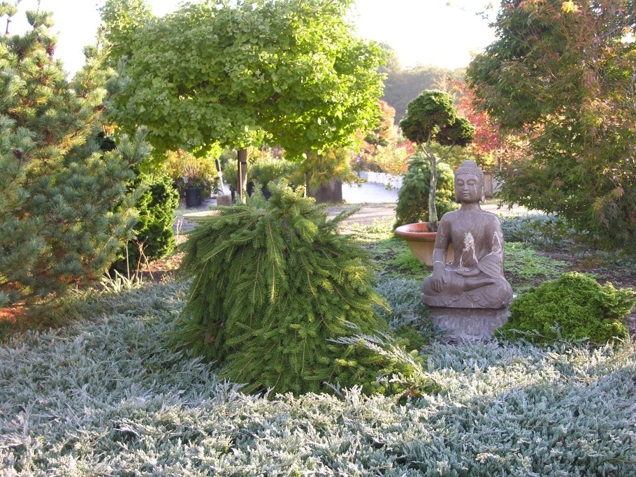 Picea Abies Formanek