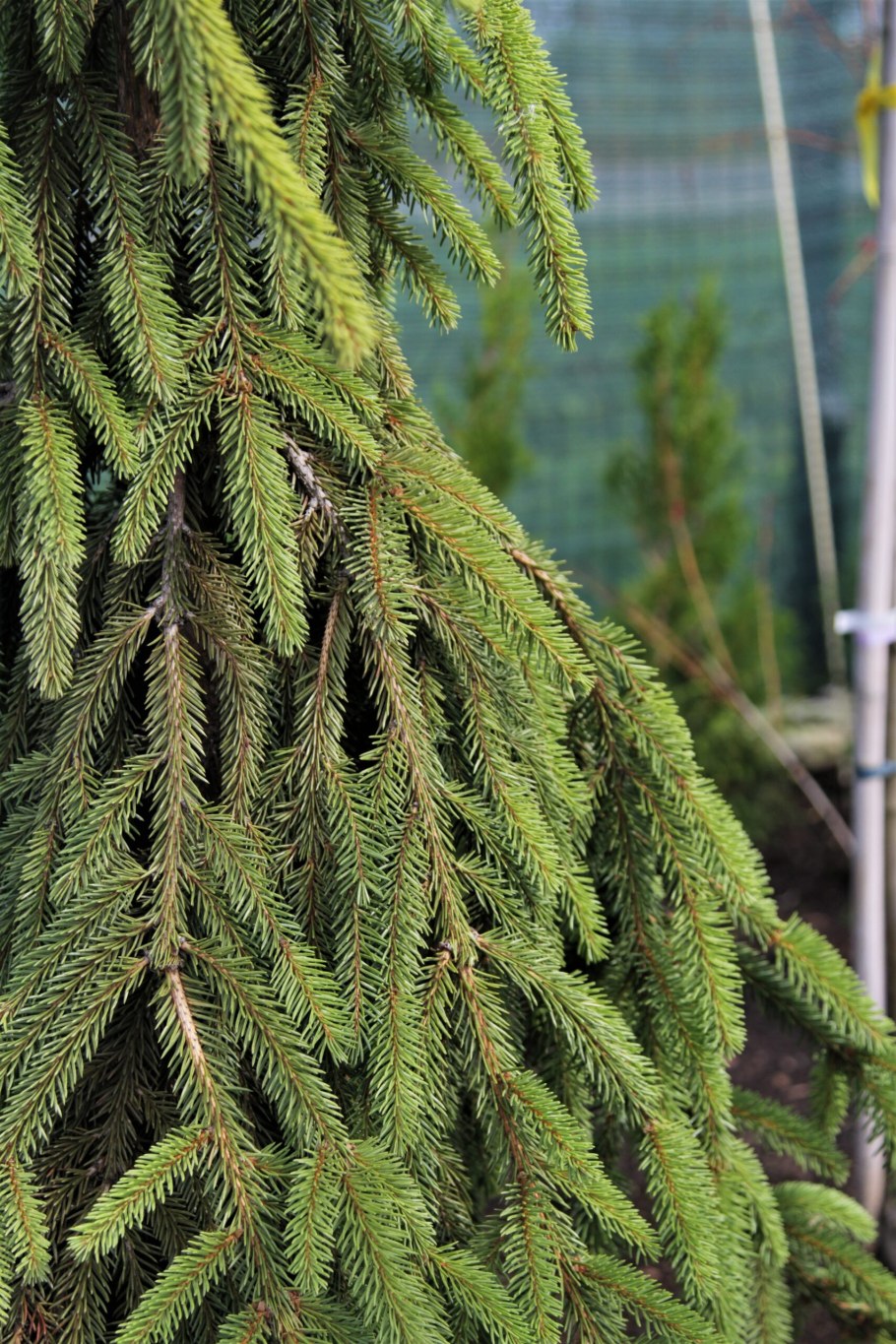 Ель обыкновенная virgata