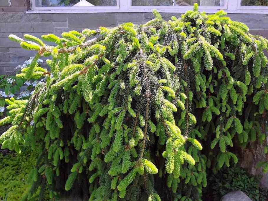 Ель обыкновенная Инверса