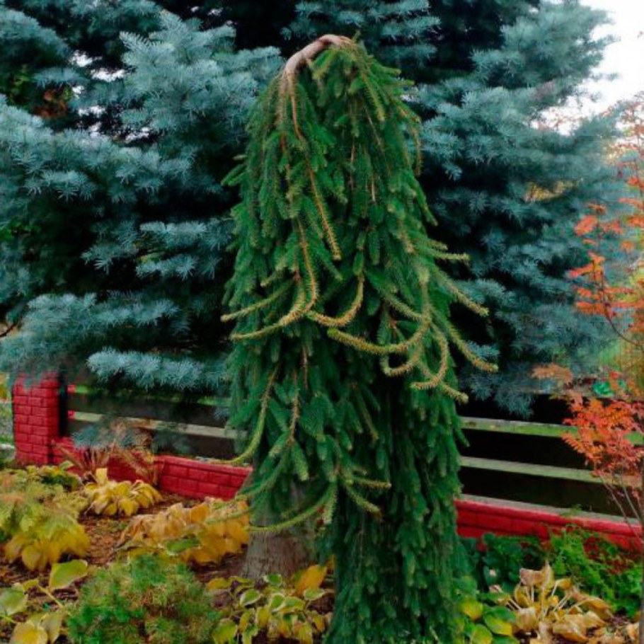 Ель обыкновенная Инверса