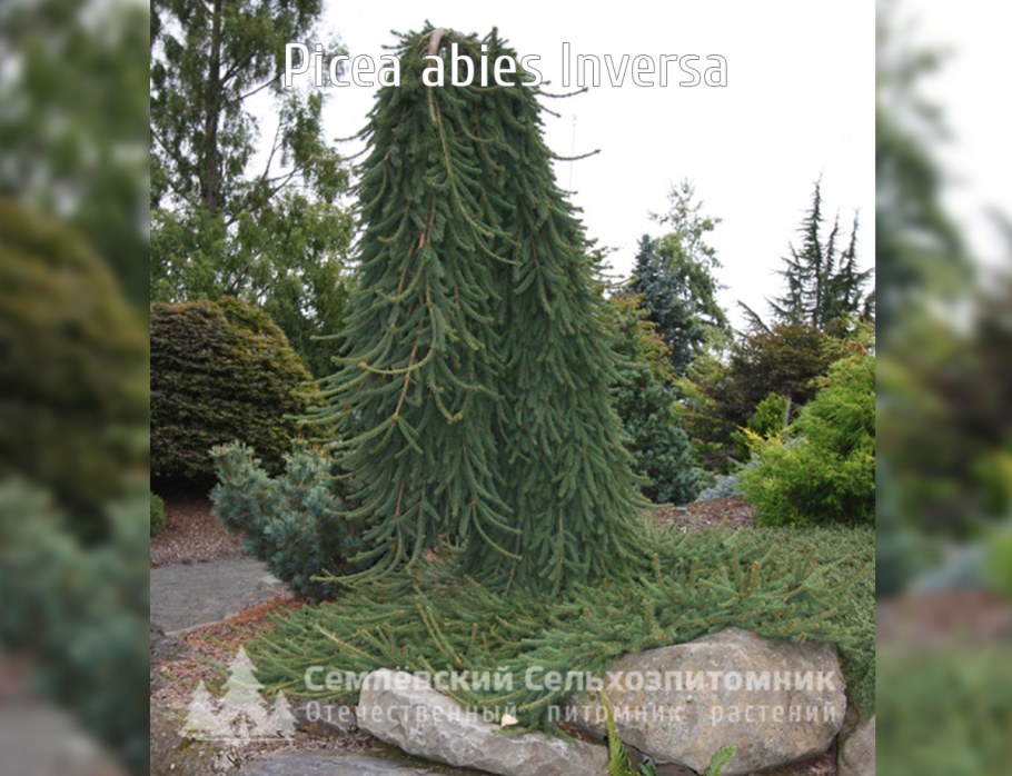 Ель обыкновенная Инверса