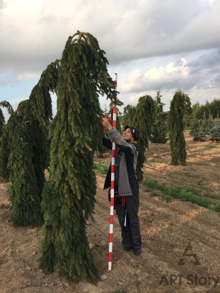 Ель Инверса Пендула