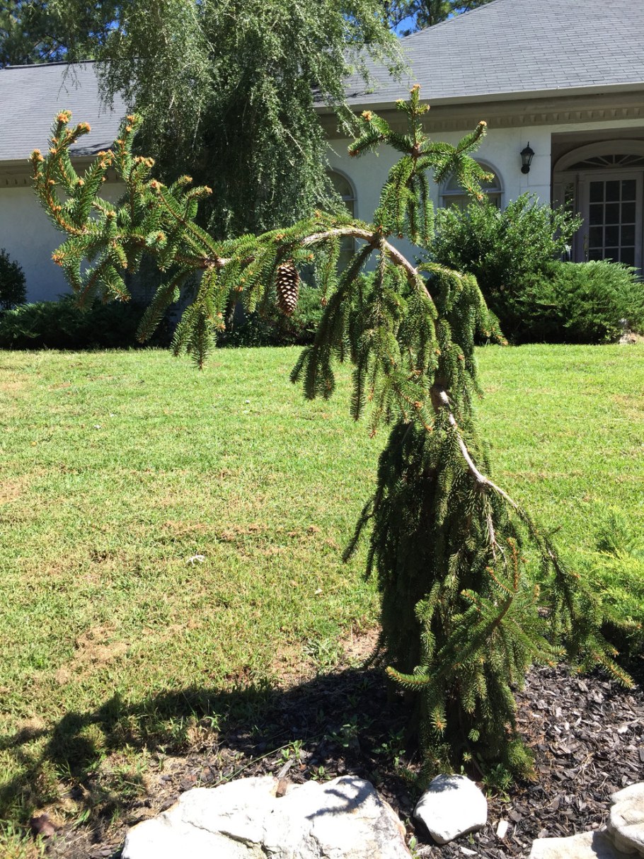 Ель Пендула майор