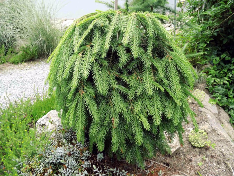 Ель обыкновенная Форманек Picea Abies Formanek