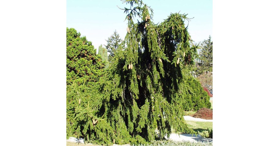 Ель плакучая Инверса