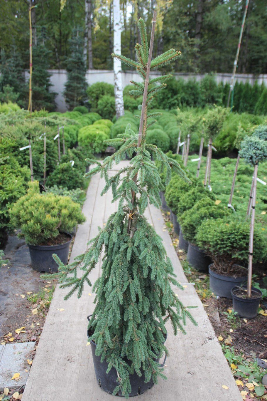 Ель плакучая Инверса