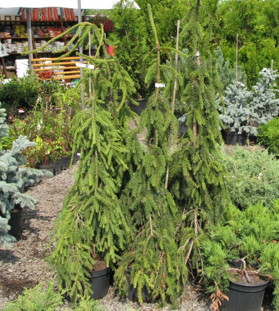 Ель Богемика Пендула