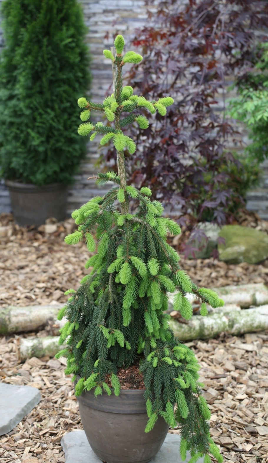 Ель обыкновенная Picea Abies inversa