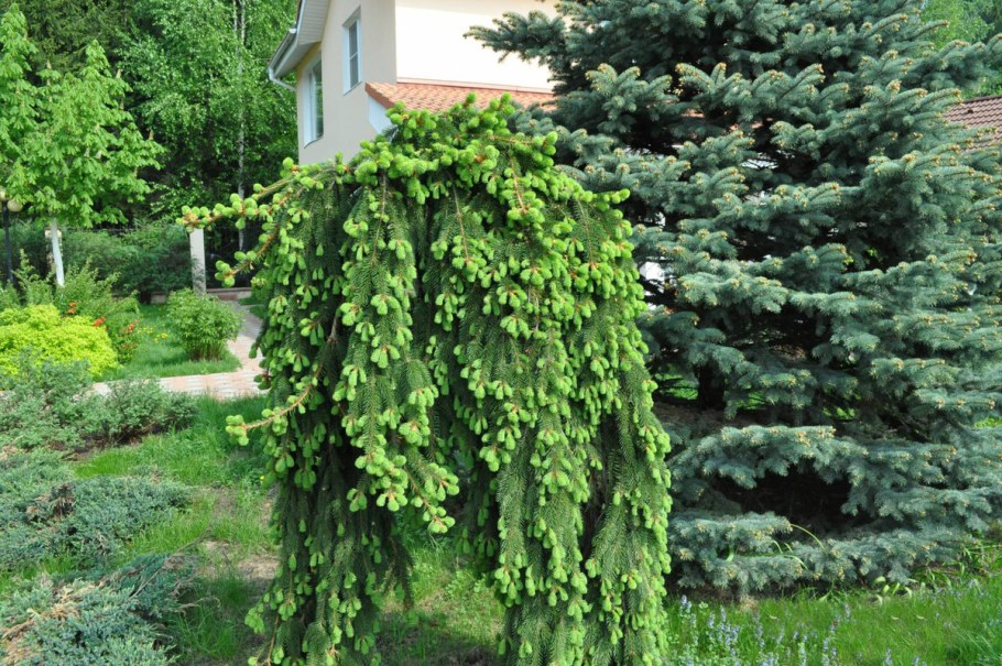 Ель плакучая Инверса