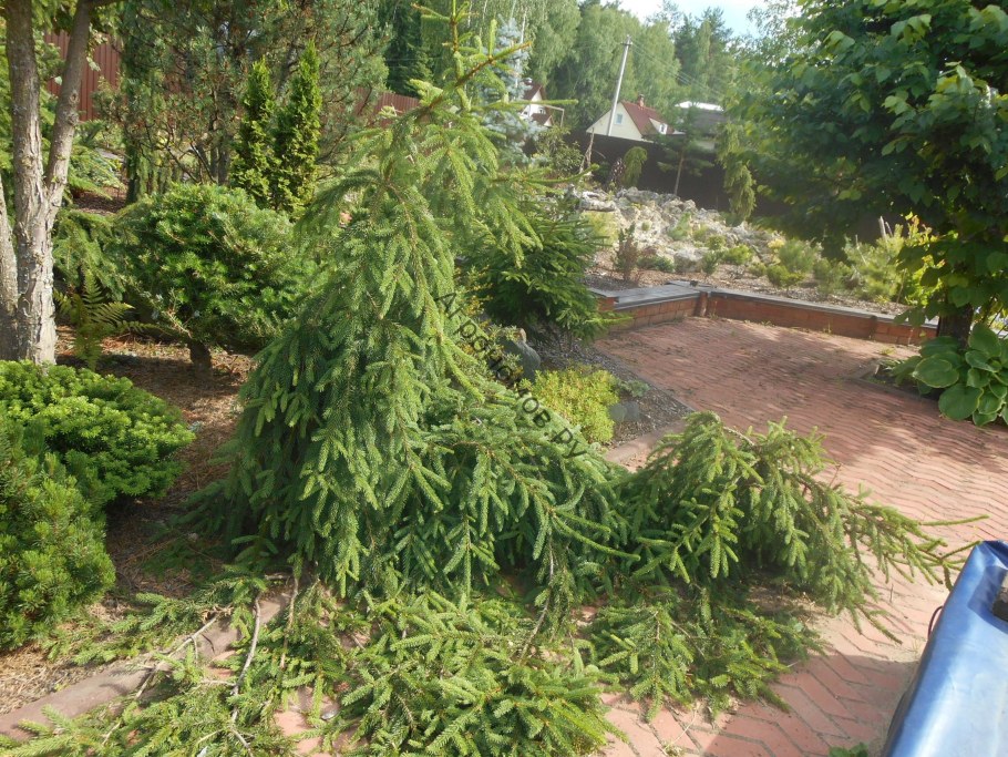 Ель обыкновенная Акрокона