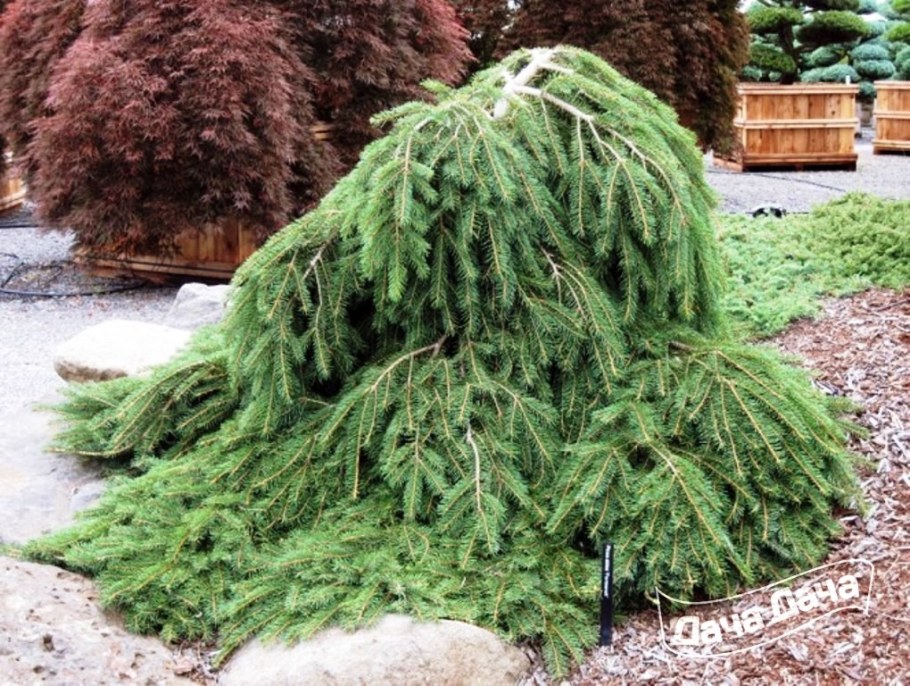 Picea Abies (ель обыкновенная) 'Formanek'