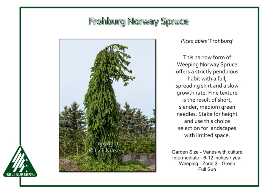 Ель обыкновенная Picea Abies Frohburg