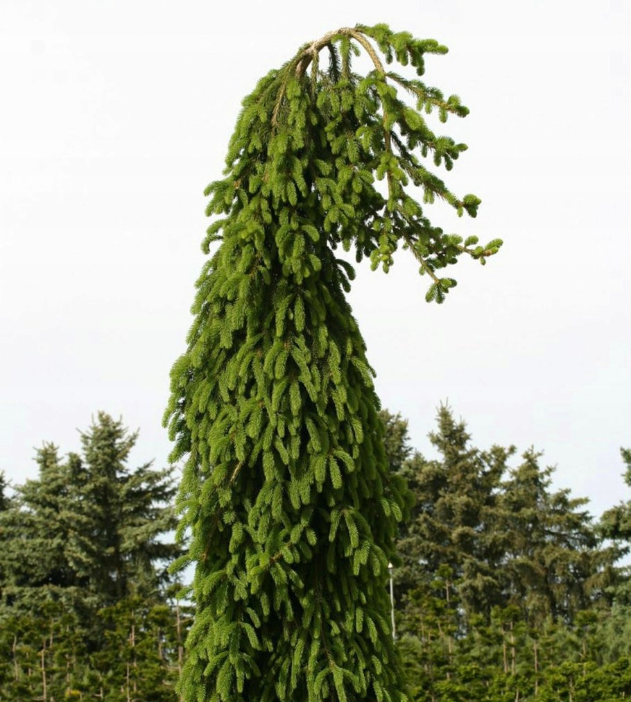 Ель Инверса Пендула