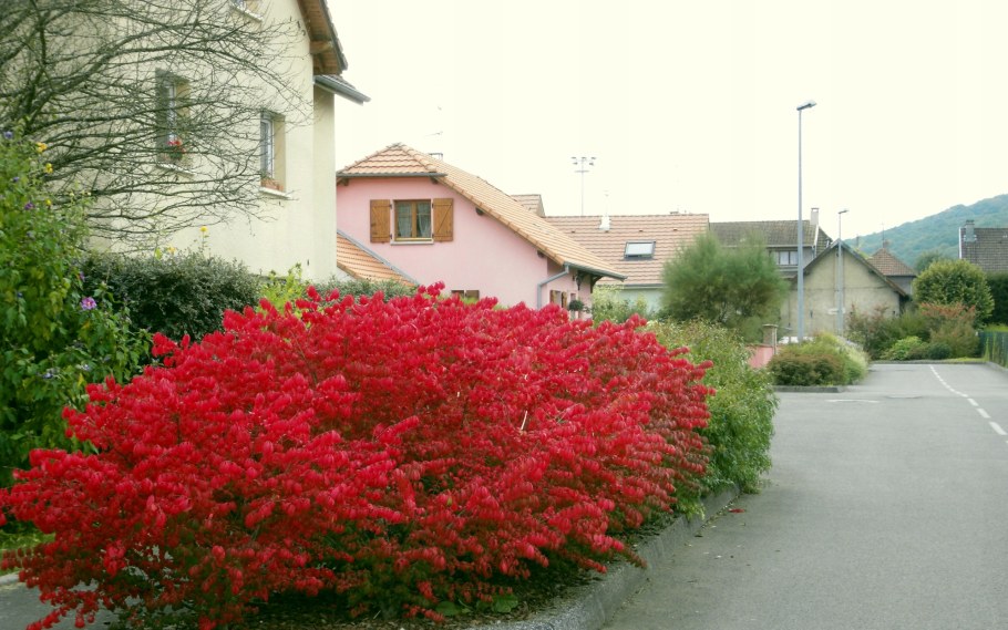 Бересклет крылатый Compactus (Компактус)