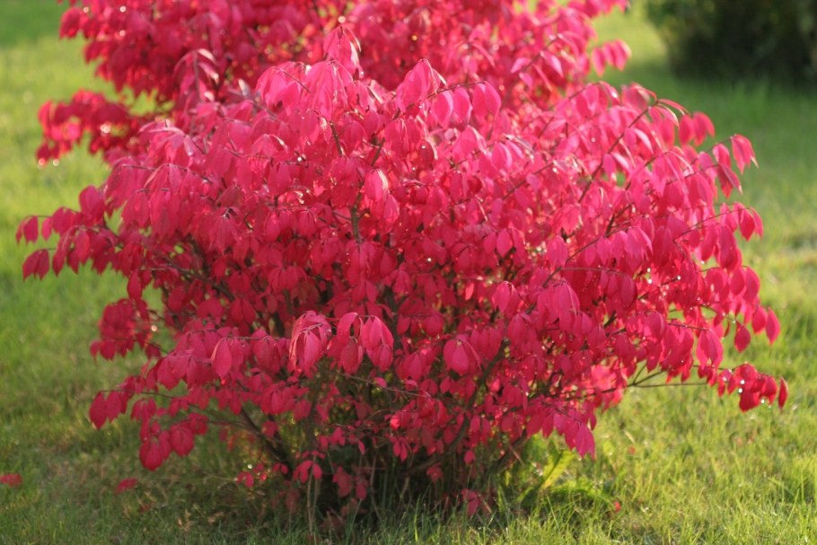 Бересклет крылатый Нана