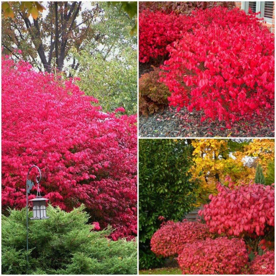 Бересклет крылатый Европейский