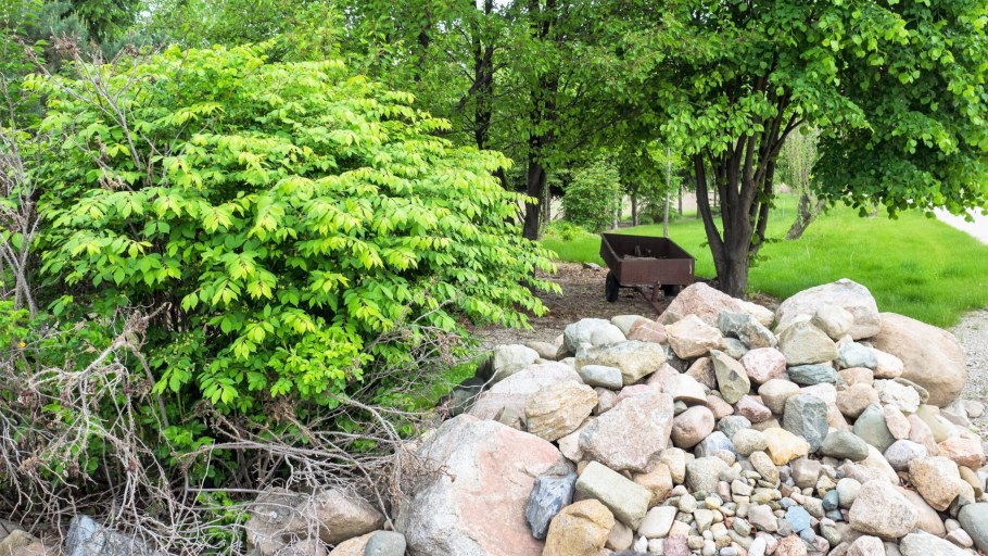 Бересклет крылатый Компактус