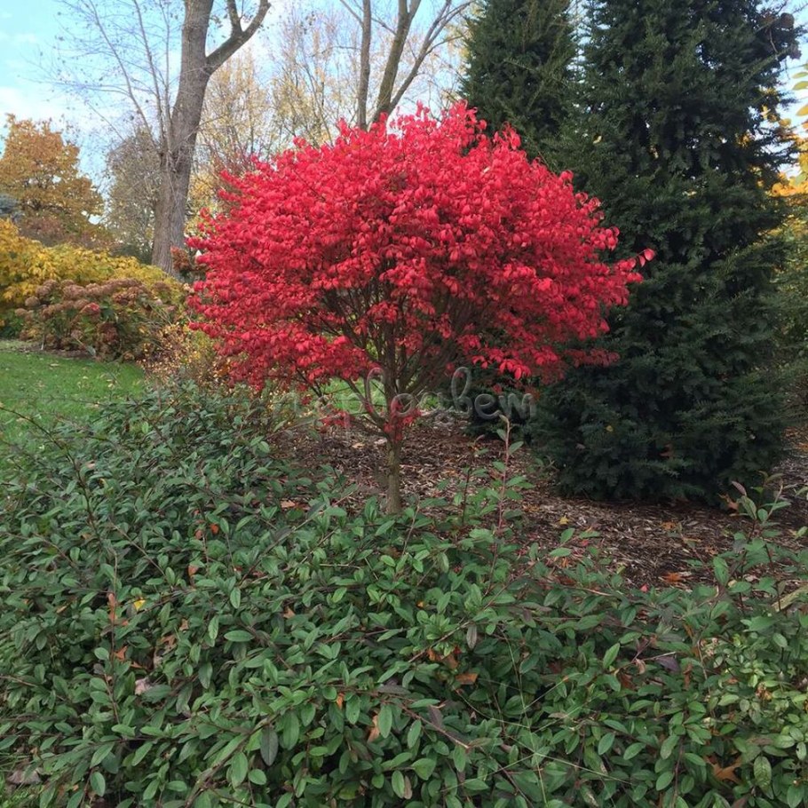 Бересклет Европейский Компактус