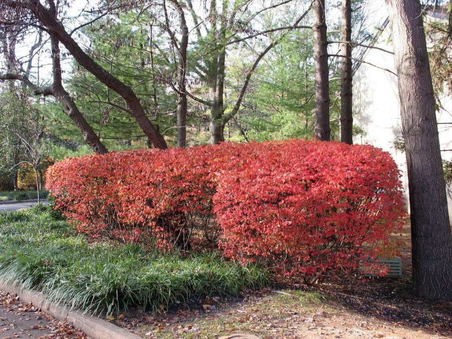 Бересклет крылатый Европейский, куст