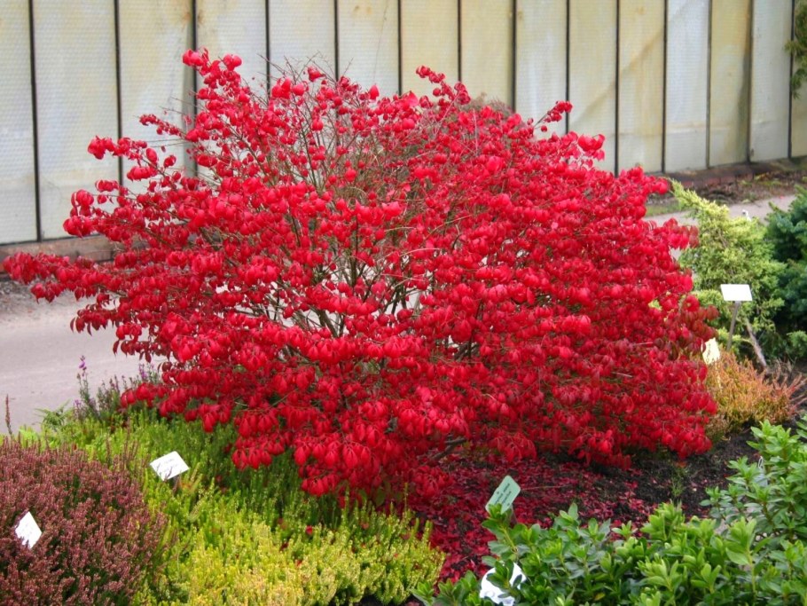 Бересклет крылатый Euonymus alatus