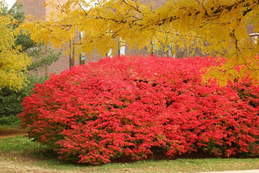 Бересклет крылатый Файр бол