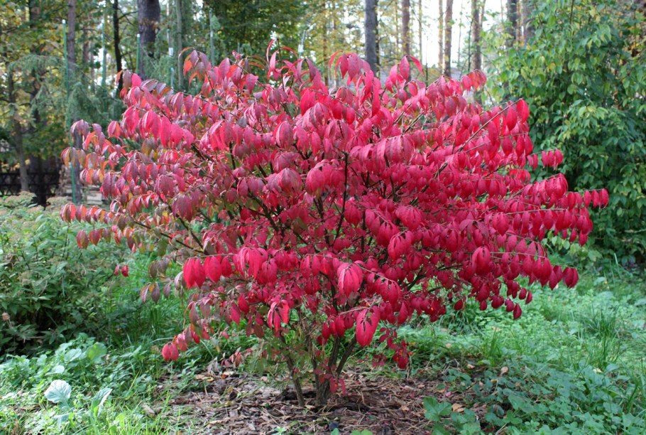 Бересклет крылатый Компактус