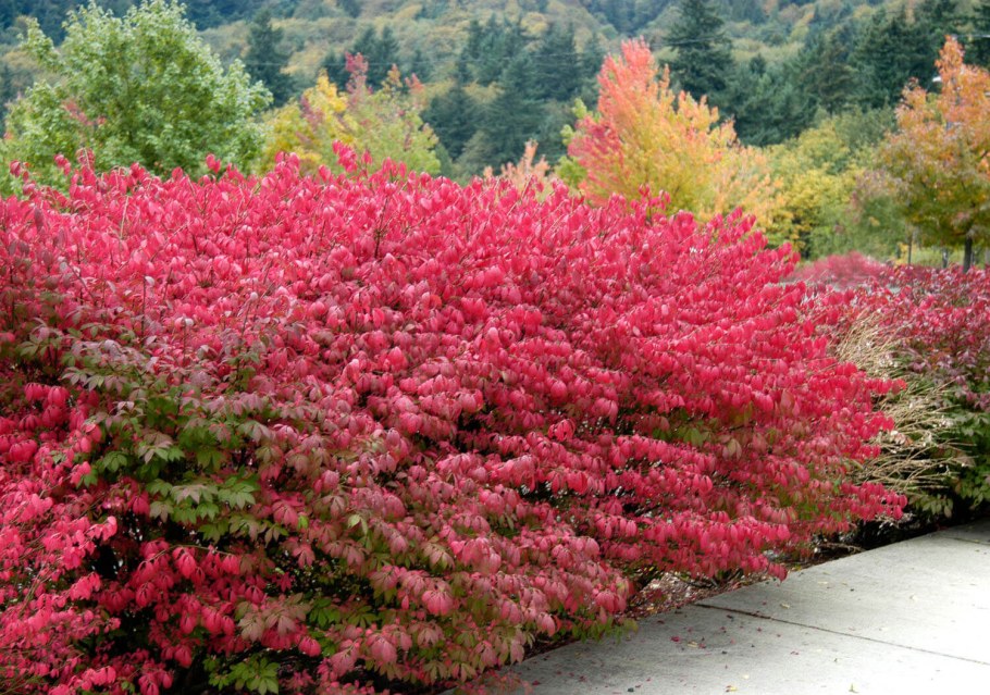 Бересклет Европейский Компактус