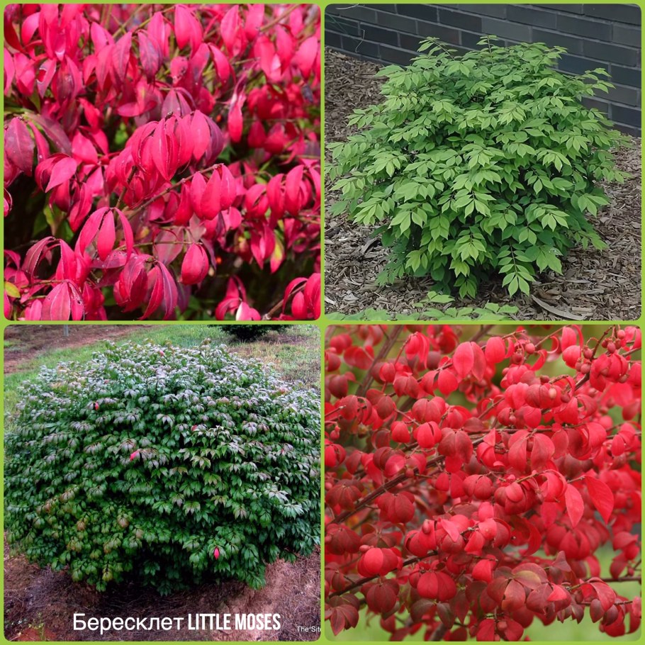 Бересклет крылатый 'Compactus'