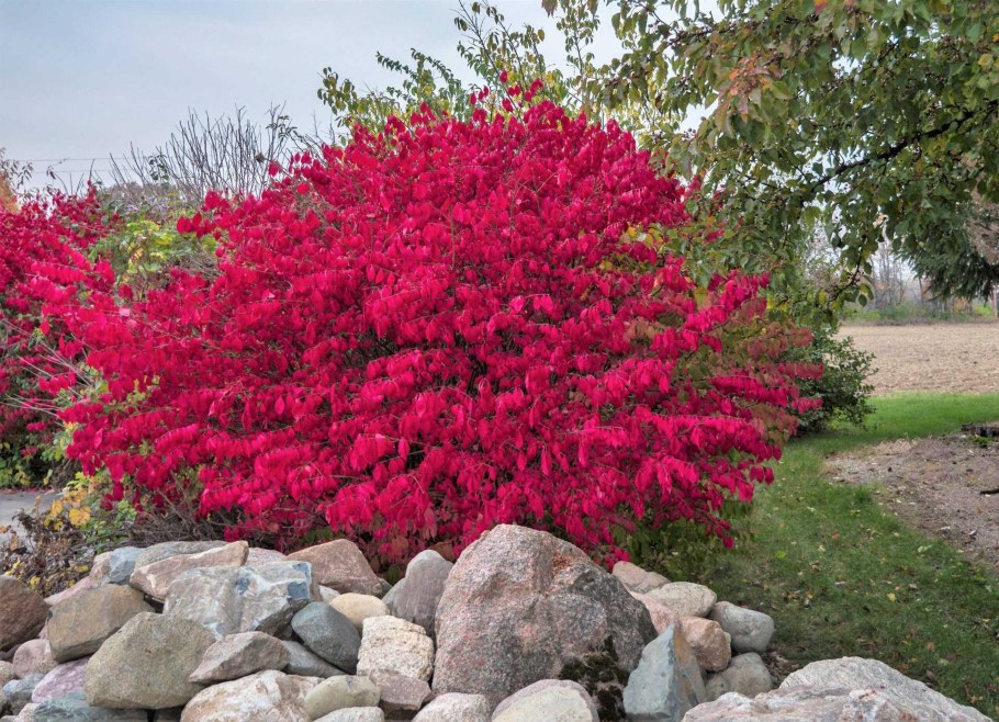 Бересклет крылатый Компактус Euonymus alatus Compactus