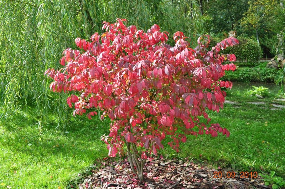 Бересклет крылатый 'Compactus'