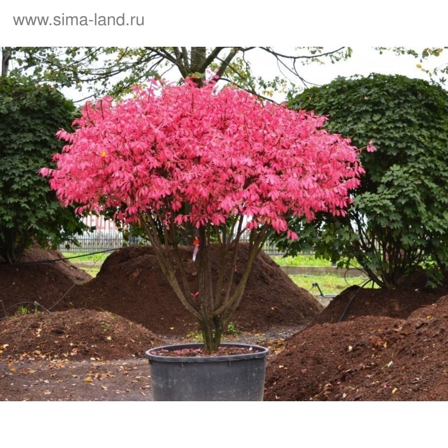 Бересклет крылатый Чикаго Файер