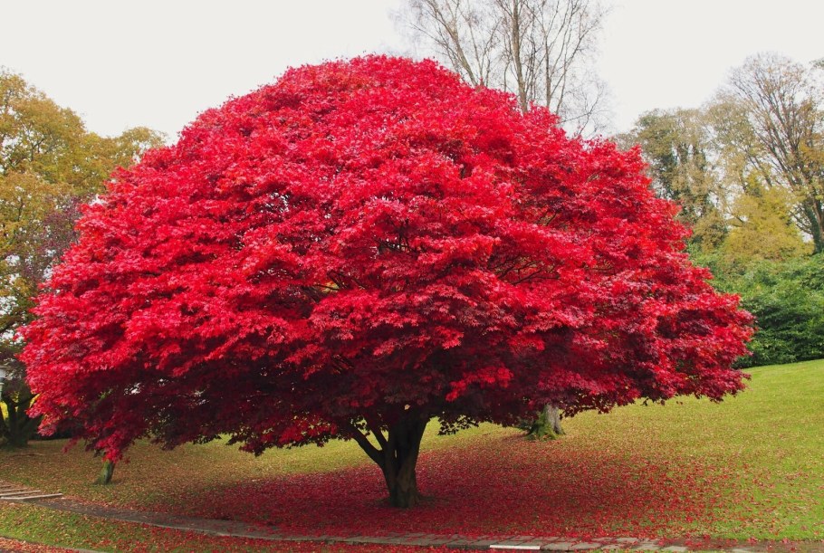 Бересклет крылатый Файербол
