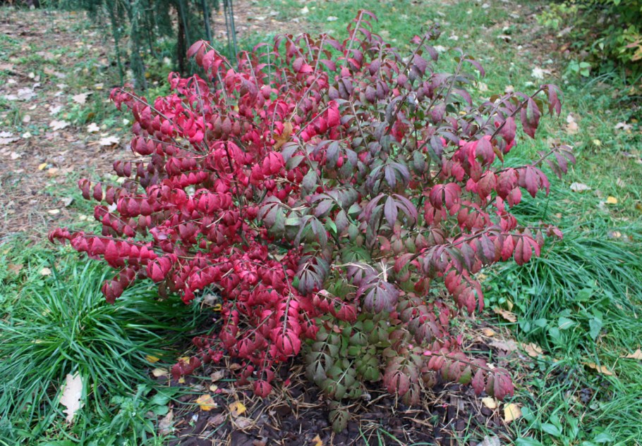 Бересклет крылатый Чикаго Файер