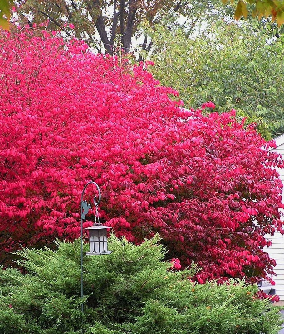 Бересклет Европейский Компактус