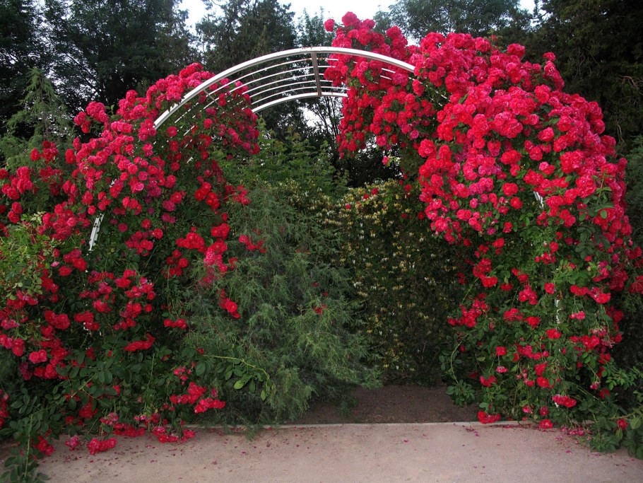 Роза Рамира плетистая