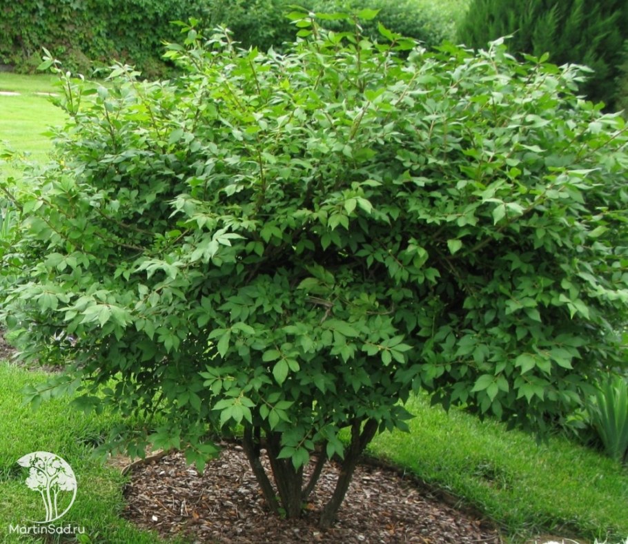 Бересклет Компактус