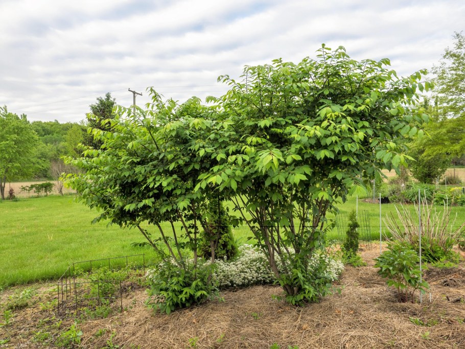 Бересклет крылатый 'Compactus'