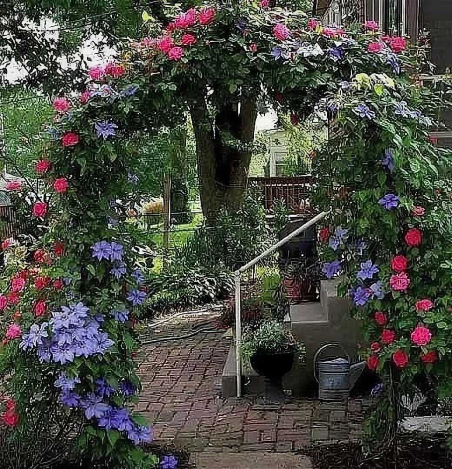 Флорентина плетистая арка