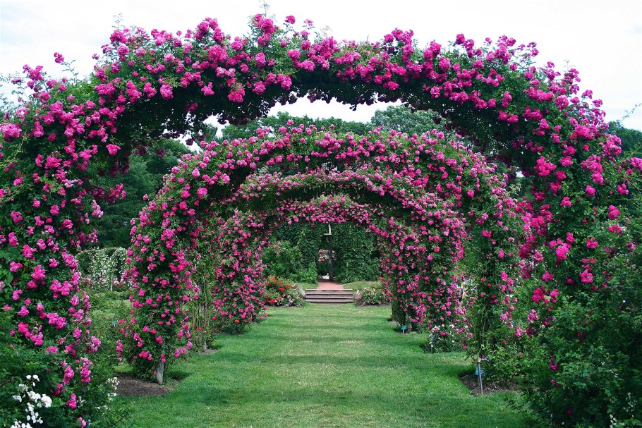 Роза палктистая Роуз Гард